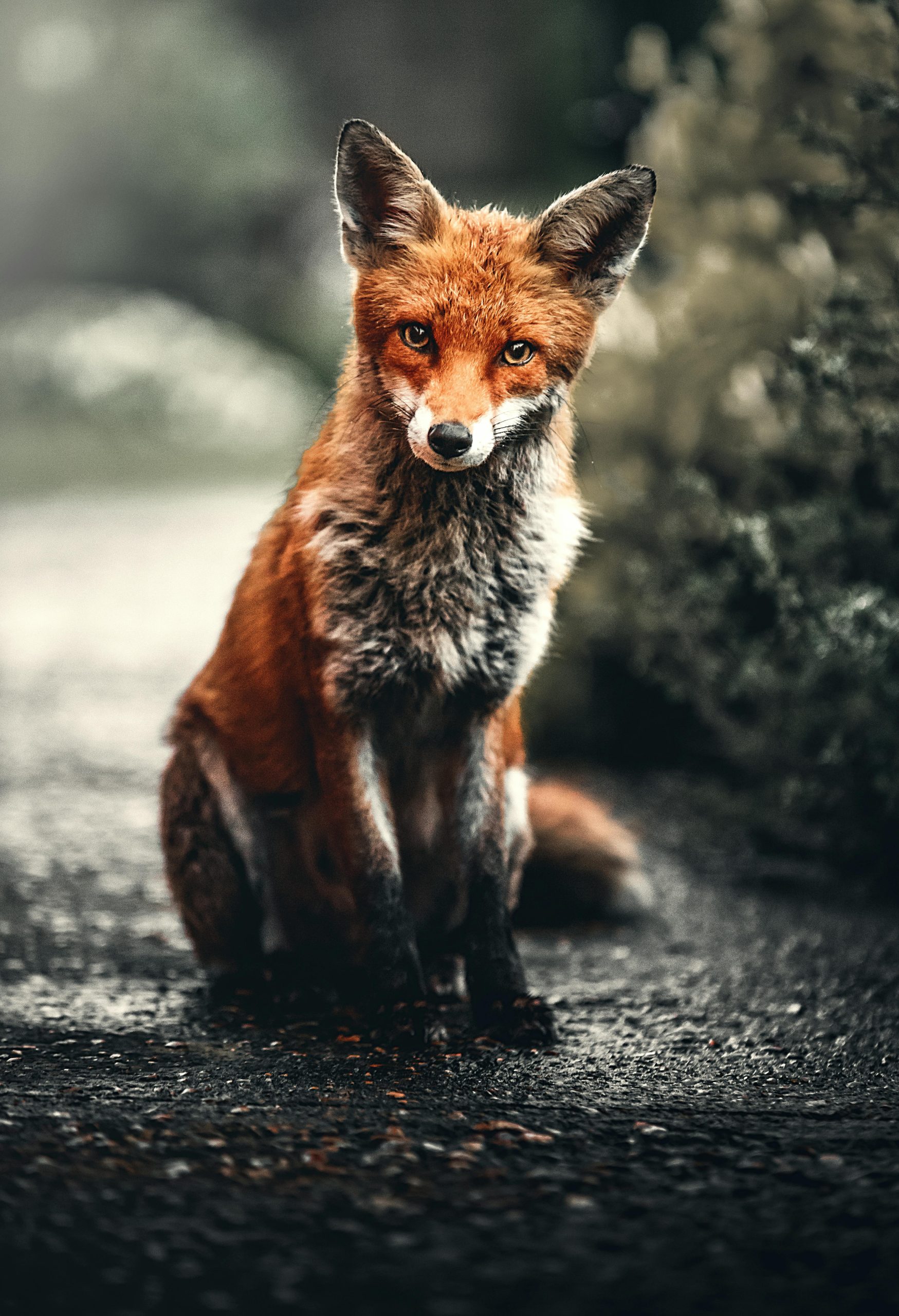 The World A close-up shot of a red fox sitting in its natural habitat, showcasing its captivating eyes and fur.