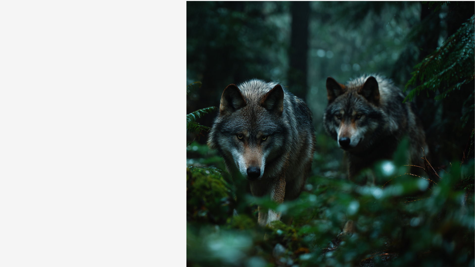 wolves in forest outside guild